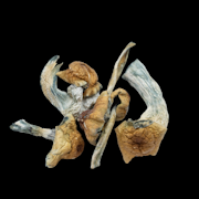 Golden Penis Envy - Psilocybe Cubensis - Dry Mush