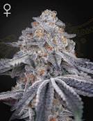 UGS - Velvet Moon (1 Pack) Green House Seed Co. - Indica Dom Hybrid Cannabis Seeds