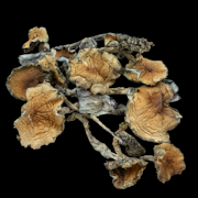 Blue Meanies - Psilocybe Cubensis - Dry Mush