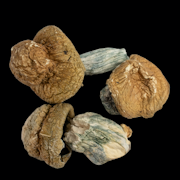 Texas PE - Psilocybe Cubensis - Dry Mush