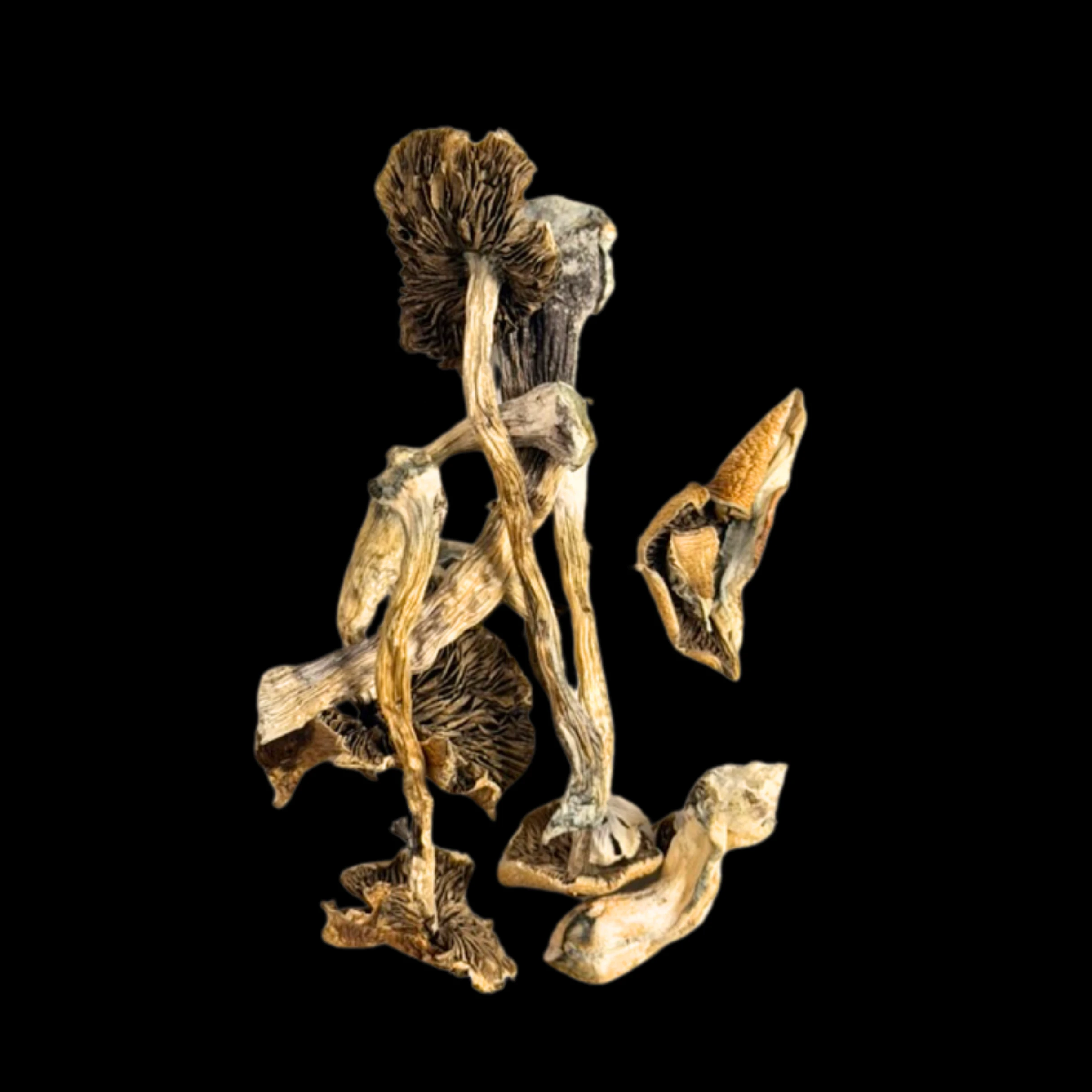 Dry Mush - Brazilian. - Psilocybe Cubensis - Dry Mush Main Image