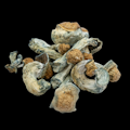 Penis Envy - Psilocybe Cubensis - Dry Mush