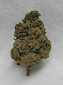 Fora LLC-Obama Runtz (1/8th) -Indica