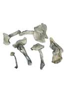 Jedi Mind Fuck - Psilocybe Cubensis - Dry Mush