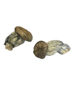 Blue Lou - Psilocybe Cubensis - Dry Mush
