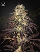 UGS - Kong's Krush (1 Pack) Green House Seed Co. - Indica Cannabis Seeds