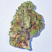 BCF - Tuscan Gelato (1G) SATIVA