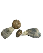 DC MAC - Psilocybe Cubensis - Dry Mush