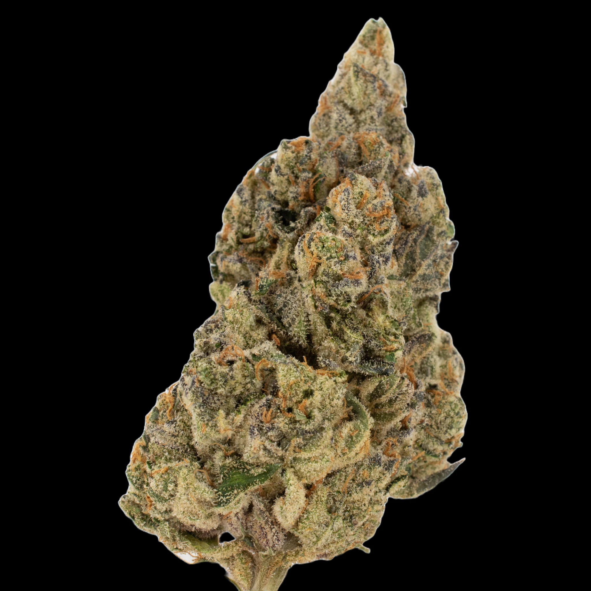 Cannabis Flower - $8g Fresh Water Biscotti - By the Gram Main Image
