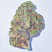 BCF - Tuscan Gelato (1/8) SATIVA