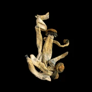 GC Thrasher. - Psilocybe Cubensis - Dry Mush