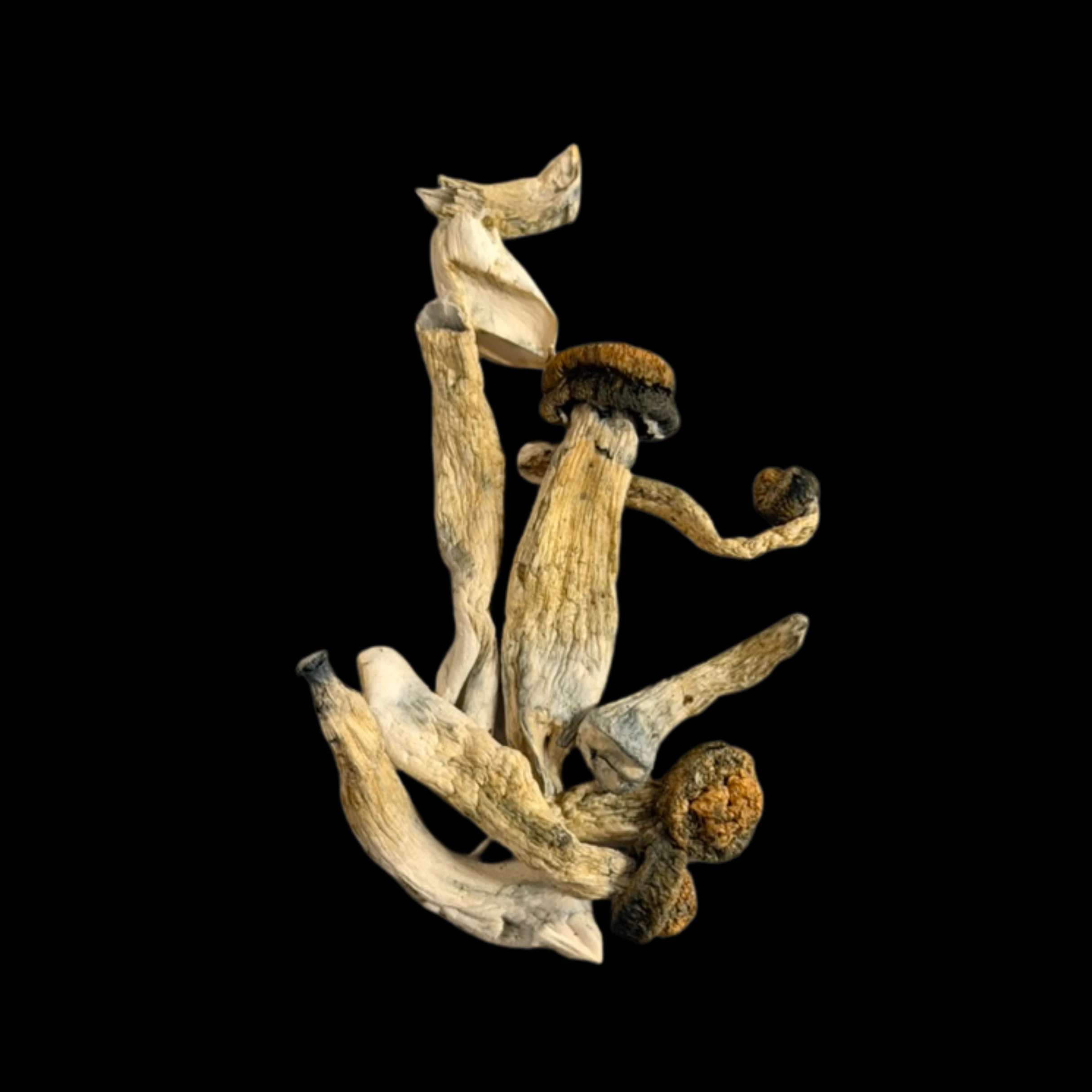 Dry Mush - GC Thrasher. - Psilocybe Cubensis - Dry Mush Main Image