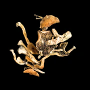 B+. - Psilocybe Cubensis - Dry Mush