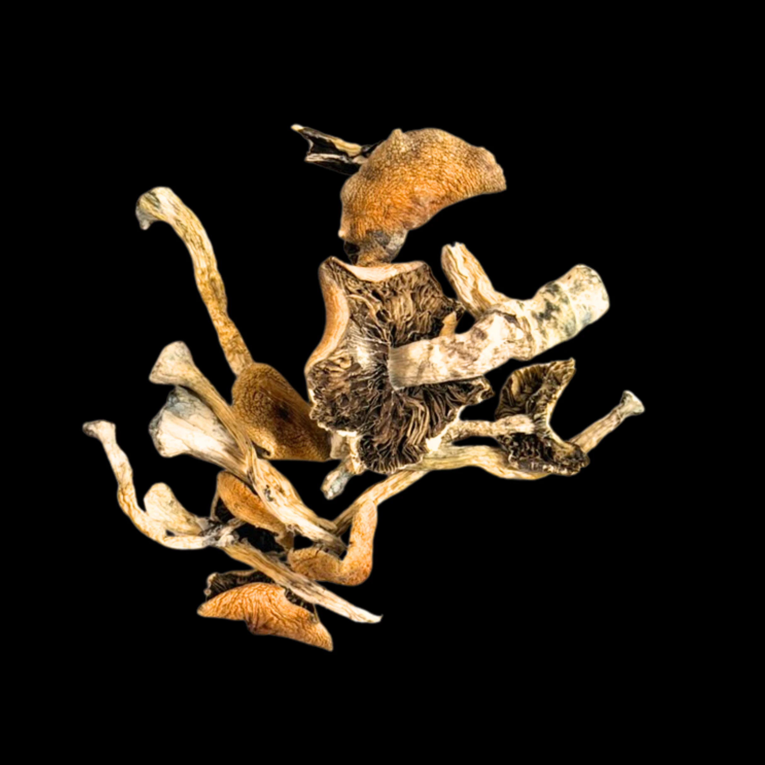 Dry Mush - B+. - Psilocybe Cubensis - Dry Mush Main Image