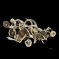 Natelensis - Psilocybe Cubensis - Dry Mush
