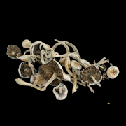Natelensis - Psilocybe Cubensis - Dry Mush