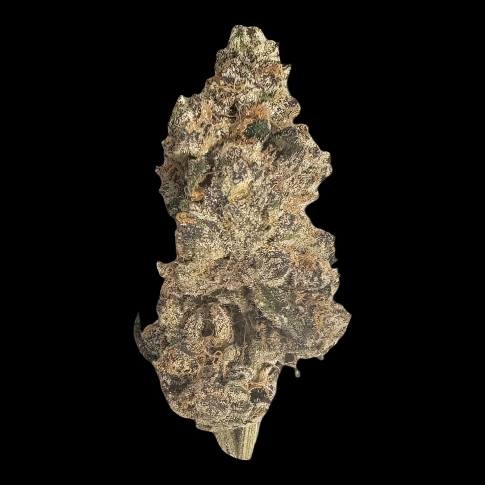 Cannabis Flower - $7g Event Horizon - By the Gram Main Image
