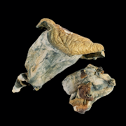 Blue Pulaski - Psilocybe Cubensis - Dry Mush