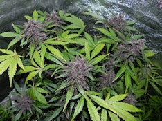 UGS - LSD-25 (3 Pack) 420 FastBuds - INDICA Hybrid Auto-Flower Cannabis Seeds