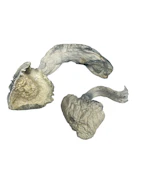 Atlantic Thunder Coast - Psilocybe Cubensis - Dry Mush