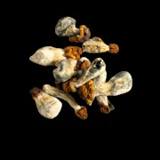 Vietnemese. - Psilocybe Cubensis - Dry Mush