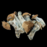 Gold Members - Psilocybe Cubensis