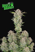UGS - Bruce Banner (3 Pack) 420 FastBuds - Sativa Auto-Flower Cannabis Seeds