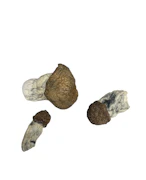 Code Blue - Psilocybe Cubensis - Dry Mush