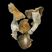 Tidal Wave - Psilocybe Cubensis - Dry Mush