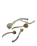 Texas Yellow Caps - Psilocybe Cubensis - Dry Mush