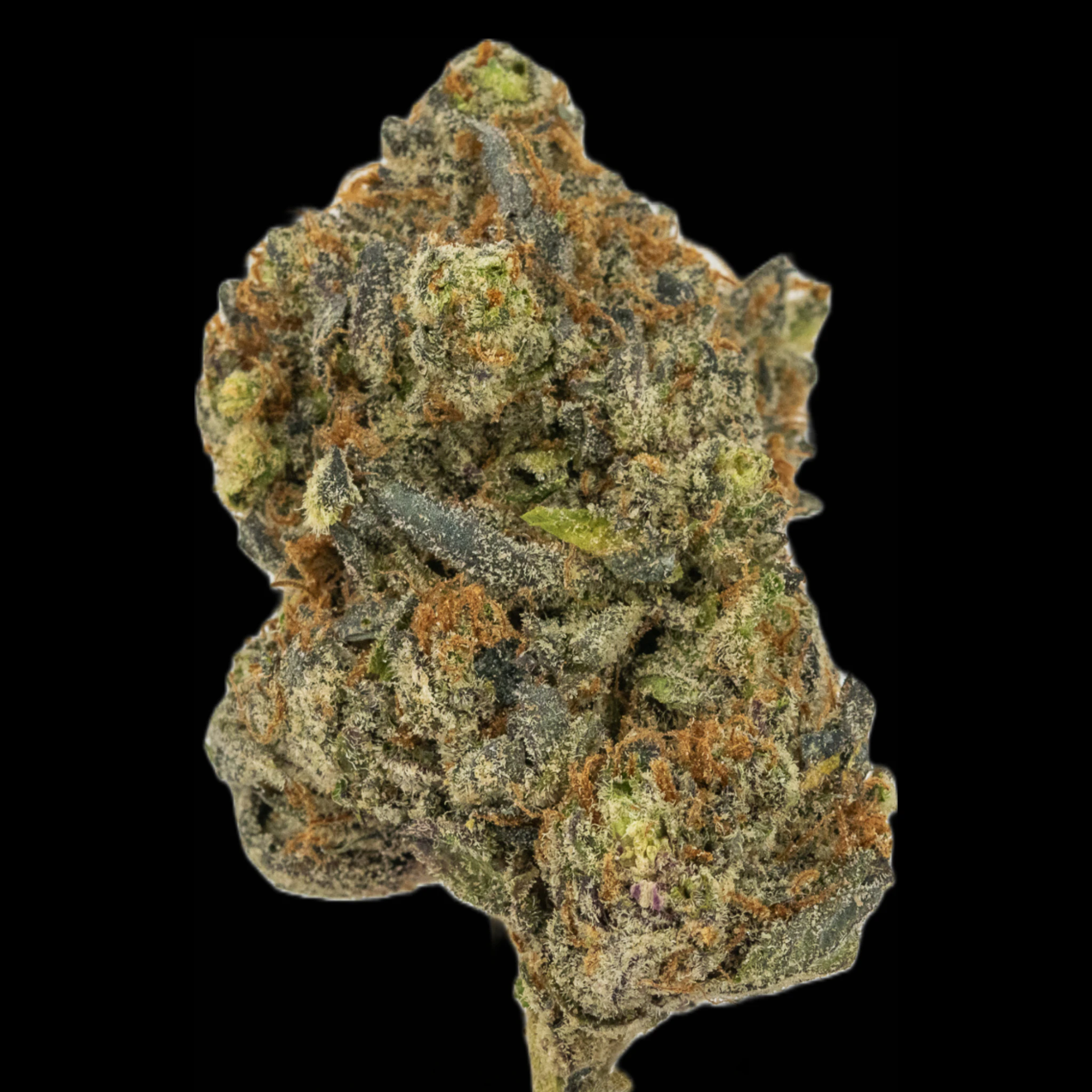 MDBX Farms - $8g White Runtz - By the Gram Main Image