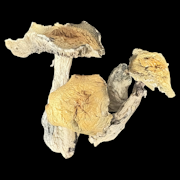 Makilla Gorilla - Psilocybe Cubensis - Dry Mush