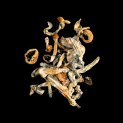 Amazonian. - Psilocybe Cubensis - Dry Mush