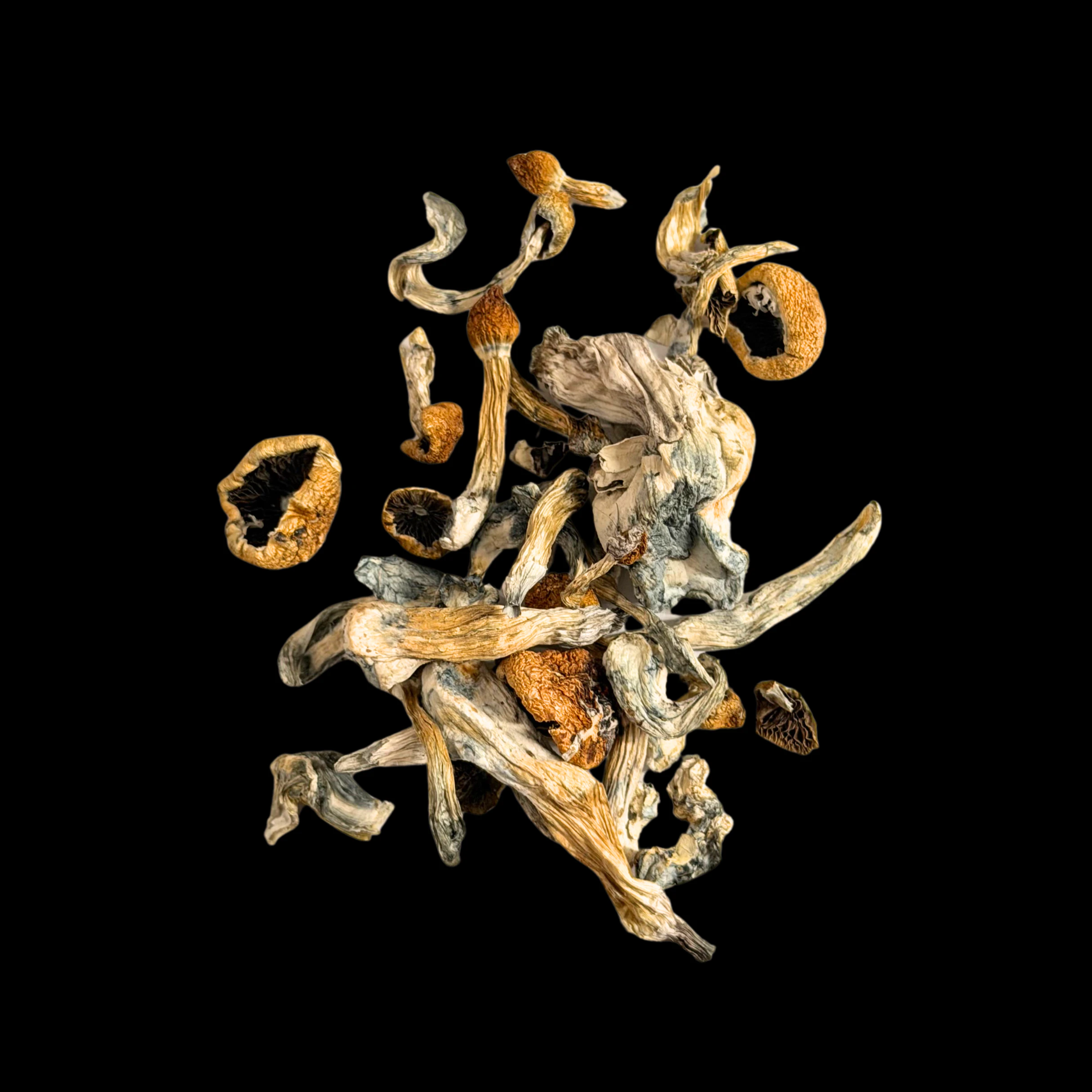 Dry Mush - Amazonian. - Psilocybe Cubensis - Dry Mush Main Image