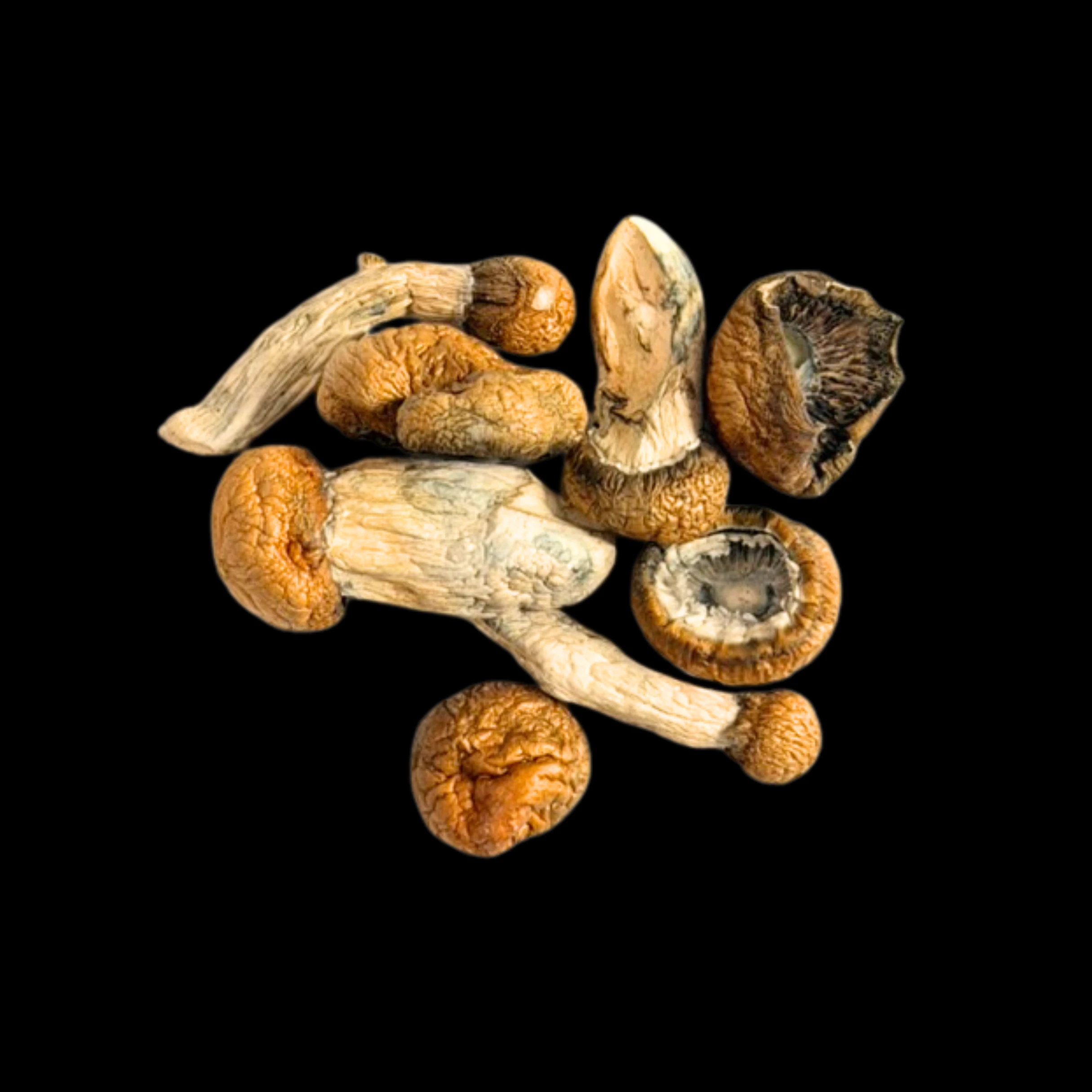 Dry Mush - Squat Mak. - Psilocybe Cubensis - Dry Mush Main Image