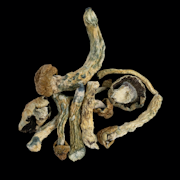 KSP Psilocybe Cubensis - Dry Mush