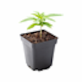 Flower Clone - Ready to Plant - MDBX