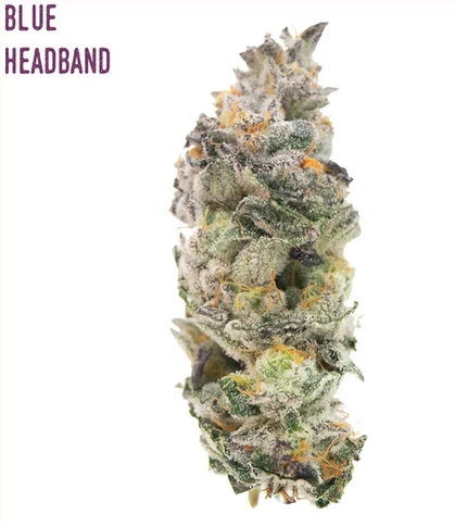 New Altitude - New Altitude - Blue Headband 3.5g Main Image