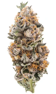 New Altitude Farms - New Altitude - Chikitaz - 7g