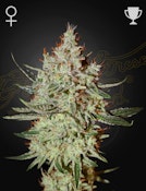 UGS - GH Cheese (1 Pack) Green House Seed Co. - Indica Cannabis Seeds