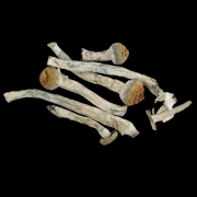 Transkei - Psilocybe Cubensis - Dry Mush