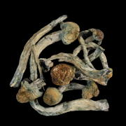 Trinity - Psilocybe Cubensis - Dry Mush