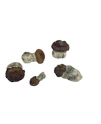 Bluey Vuitton - Psilocybe Cubensis - Dry Mush
