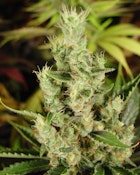 UGS - Amnesia Haze (3 Pack) Soma's Sacred Seeds. - Sativa Cannabis Seeds
