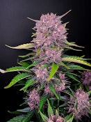 UGS - Purple Lemonade (3 Pack) 420 FastBuds - Indica Auto-Flower Cannabis Seeds