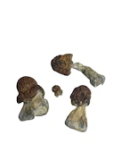Mazapatec - Psilocybe Cubensis - Dry Mush